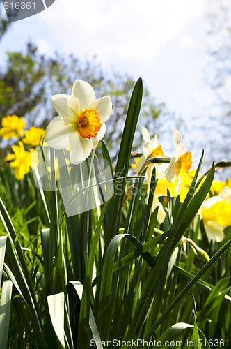 Image of Blooming daffodils in spring park