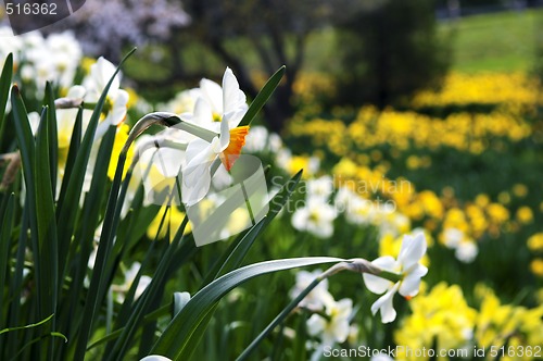 Image of Blooming daffodils in spring park