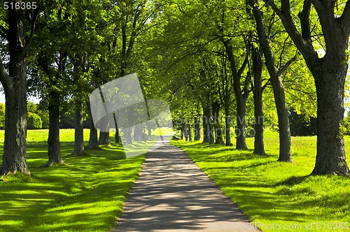 Image of Path in green park