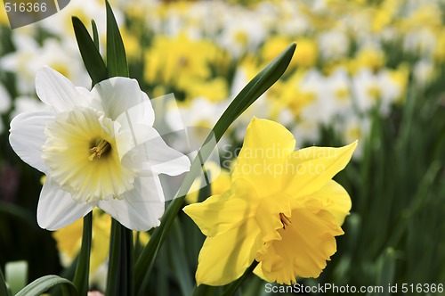 Image of Daffodils