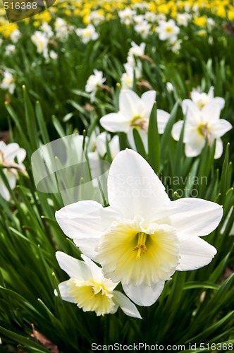 Image of Daffodils