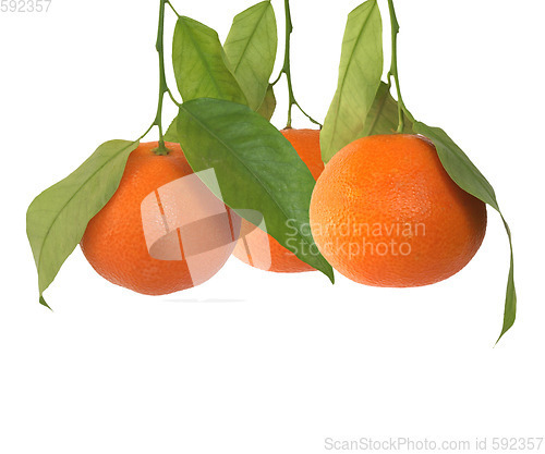 Image of Mandarin isolated over white