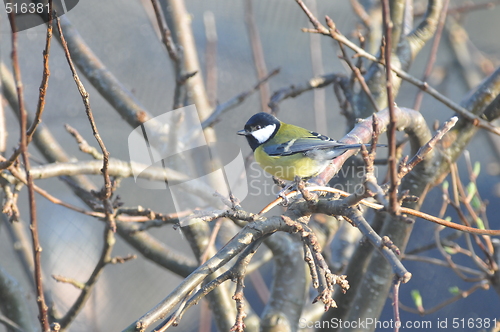 Image of Great tit