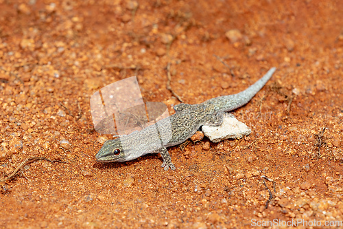 Image of Thicktail day gecko, Phelsuma mutabilis, Miandrivazo, Madagascar wildlife