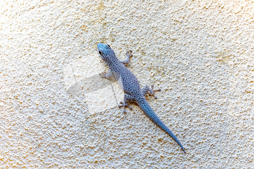 Image of Thicktail day gecko, Phelsuma mutabilis, Tsingy De Bemaraha, Madagascar wildlife