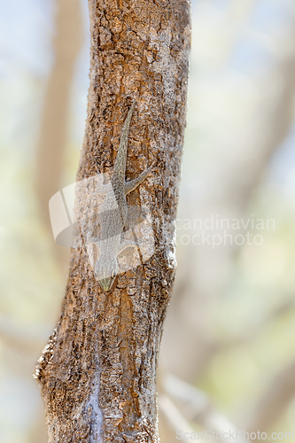 Image of Thicktail day gecko, Phelsuma mutabilis - female, Arboretum d'Antsokay, Madagascar wildlife