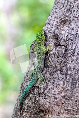 Image of Standing's day gecko, Phelsuma standingi, Zombitse-Vohibasia, Madagascar