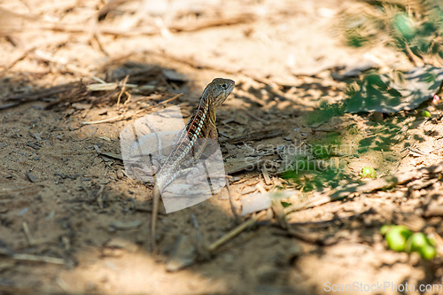 Image of Chalarodon madagascariensis, Kirindy Forest. Madagascar wildlife