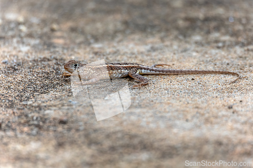 Image of Chalarodon madagascariensis, Tsingy De Bemaraha. Madagascar wildlife