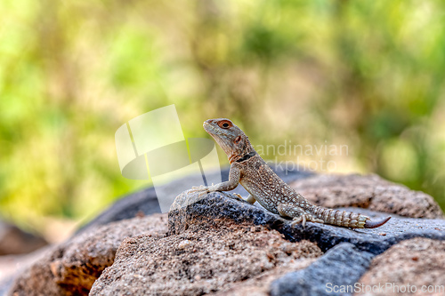 Image of Cuvier's Madagascar Swift (Oplurus cuvieri), Miandrivazo, Menabe Madagascar wildlife