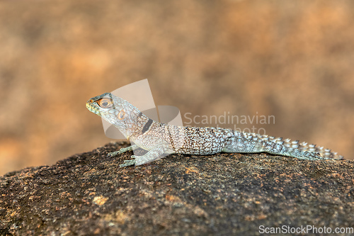 Image of Cuvier's Madagascar Swift (Oplurus cuvieri), Miandrivazo, Menabe Madagascar wildlife