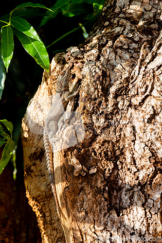 Image of Cuvier's Madagascar Swift (Oplurus cuvieri), Tsingy de Bemaraha. Madagascar wildlife