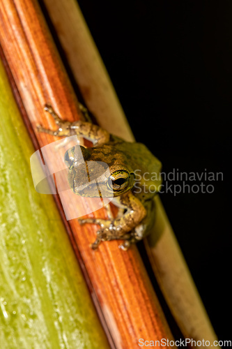 Image of Boophis doulioti, frog from Tsingy de Bemaraha, Madagascar wildlife