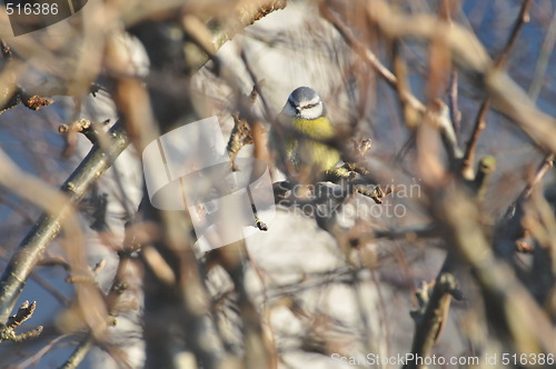 Image of blue tit