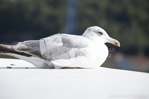 Image of Seagull