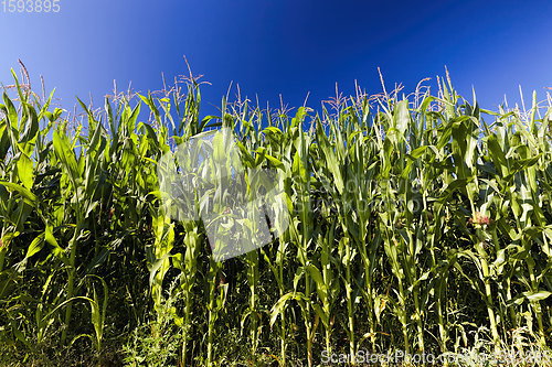 Image of agricultural field where sweet corn is grown