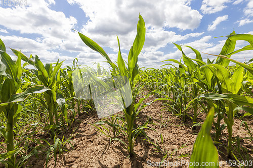 Image of agricultural field with corn