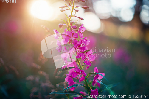 Image of Summer wild flower lupine