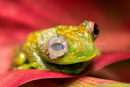 Image of Elena's Treefrog, Boophis elenae, frog in Ranomafana National Park, Madagascar wildlife