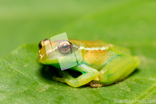 Image of Boophis rappiodes, frog from Ranomafana National Park, Madagascar wildlife