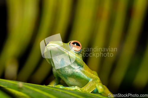 Image of Boophis sibilans, frog from Ranomafana National Park, Madagascar wildlife