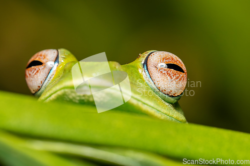 Image of Boophis sibilans, frog from Ranomafana National Park, Madagascar wildlife