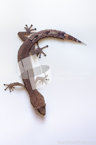 Image of Greater Clawless Gecko, Ebenavia robusta, Ranomafana National Park, Madagascar wildlife