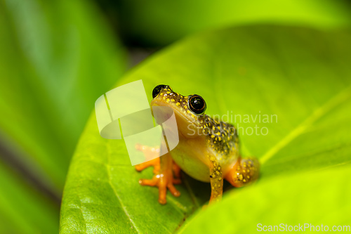 Image of Starry Night Reed Frog, Heterixalus alboguttatus, Ranomafana. Madagascar wildlife