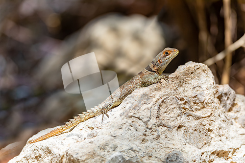 Image of Cuvier's Madagascar Swift (Oplurus cuvieri), Tsingy de Bemaraha. Madagascar wildlife