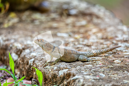 Image of Cuvier's Madagascar Swift (Oplurus cuvieri), Tsingy de Bemaraha. Madagascar wildlife