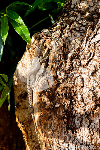 Image of Cuvier's Madagascar Swift (Oplurus cuvieri), Tsingy de Bemaraha. Madagascar wildlife