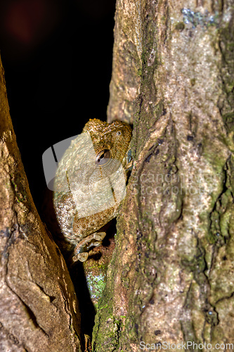 Image of Platypelis grandis, endemic species of frog. Nosy Mangabe. Madagascar wildlife