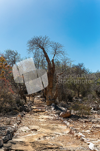 Image of Tourist trail in Tsimanampetsotsa national park. Madagascar wilderness landscape.