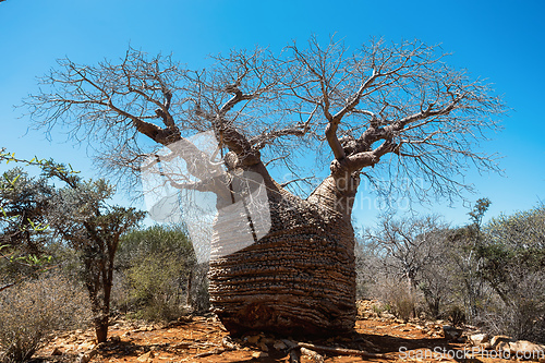 Image of Grandmother Fony baobab, Adansonia rubrostipa, Tsimanampetsotsa national park. Madagascar