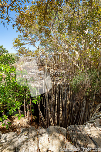 Image of Massive banyan fig at sinkhole,Tsimanampetsotsa national park. Madagascar