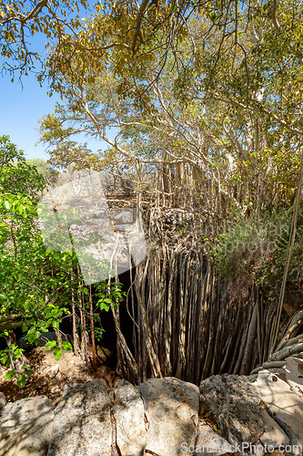 Image of Massive banyan fig at sinkhole,Tsimanampetsotsa national park. Madagascar