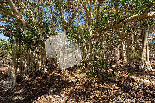 Image of Massive banyan fig at sinkhole,Tsimanampetsotsa national park. Madagascar