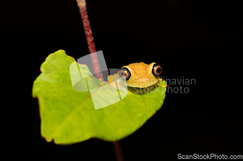 Image of Green Bright-Eyed Frog, Boophis Viridis, Andasibe-Mantadia National Park, Madagascar wildlife