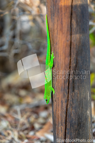 Image of Phelsuma grandis, day gecko, Antsiranana, Madagascar wildlife