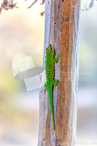 Image of Phelsuma grandis, day gecko, Antsiranana, Madagascar wildlife