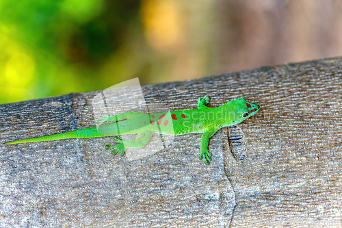 Image of Phelsuma grandis, day gecko, Ankarana Special Reserve, Madagascar wildlife
