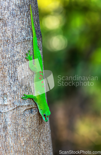 Image of Phelsuma grandis, day gecko, Ankarana Special Reserve, Madagascar wildlife