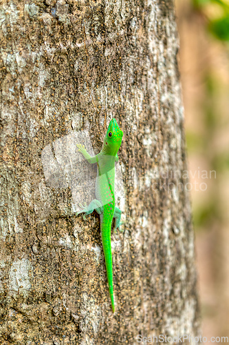 Image of Koch's Day Gecko, Phelsuma kochi, Ankarafantsika National Park Madagascar wildlife