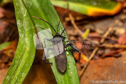 Image of Leaf-footed Bug, Anoplocnemis madagascariensis, Tsingy de Bemaraha, Madagascar wildlife