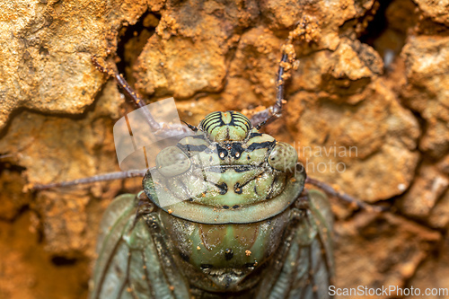 Image of Yanga heathi, Cicada Tsingy de Bemaraha, Madagascar wildlife