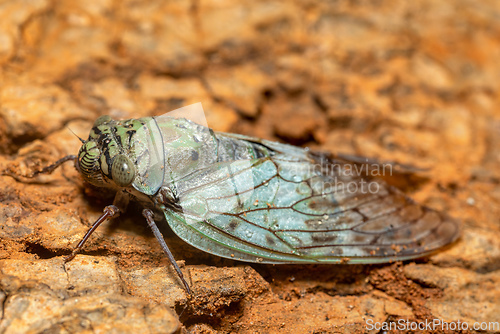 Image of Yanga heathi, Cicada Tsingy de Bemaraha, Madagascar wildlife