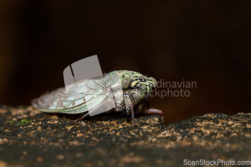 Image of Yanga heathi, Cicada Tsingy de Bemaraha, Madagascar wildlife