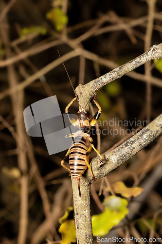 Image of Colossopus grandidieri, endemic nocturnal bush cricket. Kivalo, Madagascar wildlife