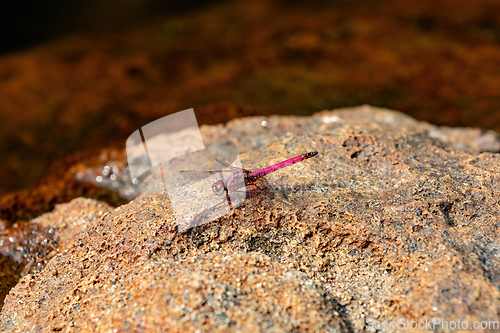 Image of Crimson dropwing, Trithemis selika, dragonfly, Andringitra National Park, Madagascar wildlife