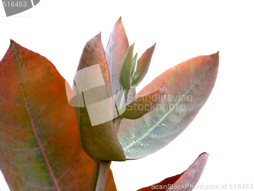 Image of Eucalyptus - Silver Drop